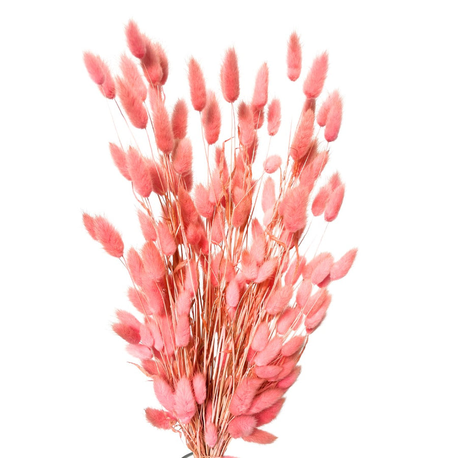 Bunny Tails Pink 120 Stems