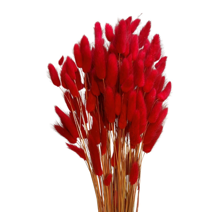 Bunny Tails Red 120 Stems