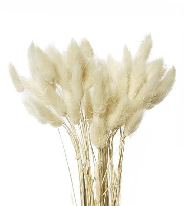 Bunny Tails White 50 Stems