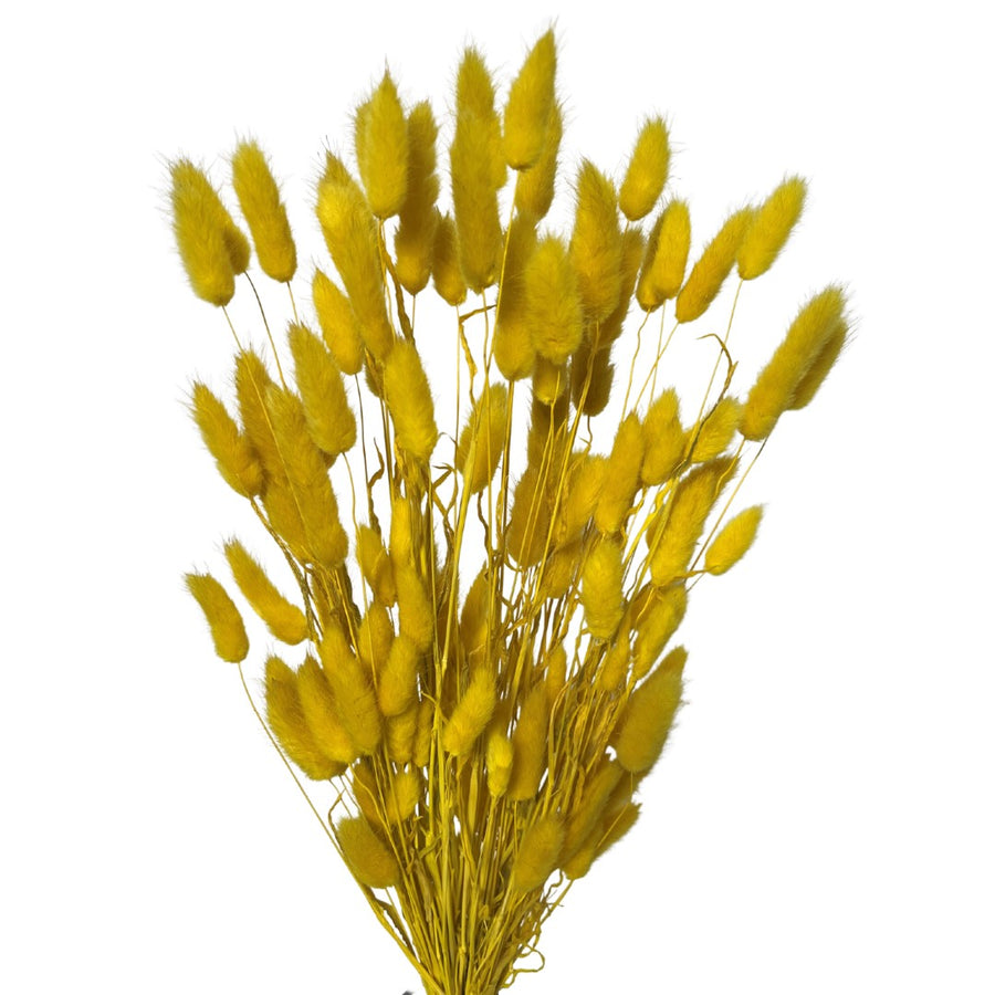Bunny Tails Yellow 120 Stems