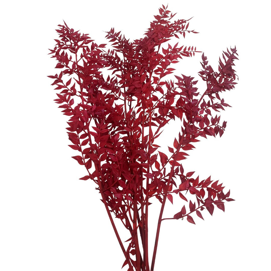 Preserved Ruscus Red