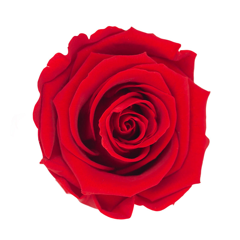 Preserved Single Rose With Stem